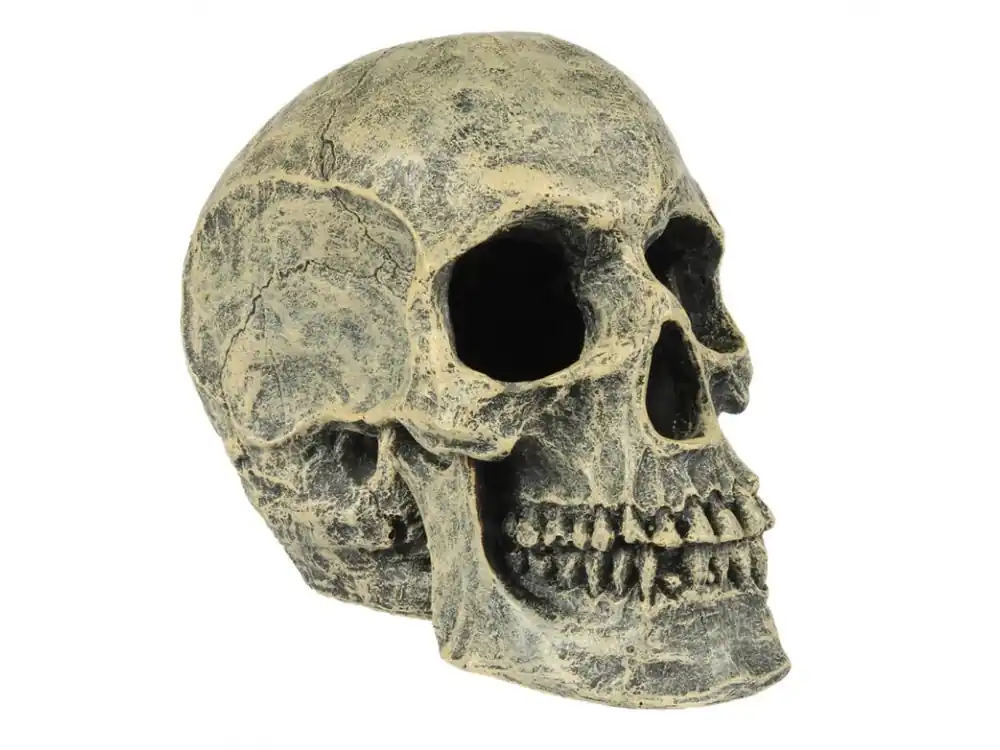 Dekorace Lidská lebka 16x10,5x13,2 cm Nejlepší Volba