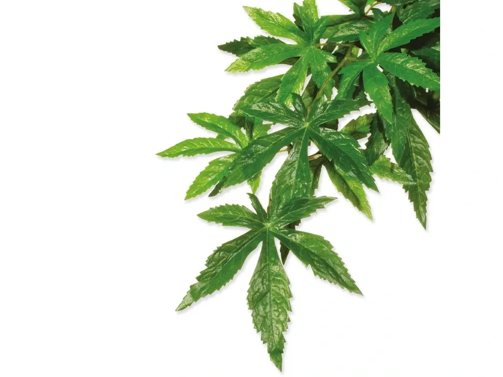 Objednat Nyní Rostlina EXO TERRA Abuliton velká 80 cm (1ks)