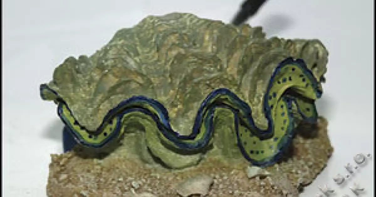 Tovární Cena Dekorace Aqua Excellent Škeble vzduchovací 12x10x5,5cm
