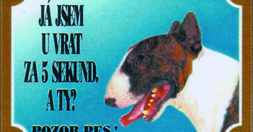 Poslední Šance Tabulka Dafiko bulteriér
