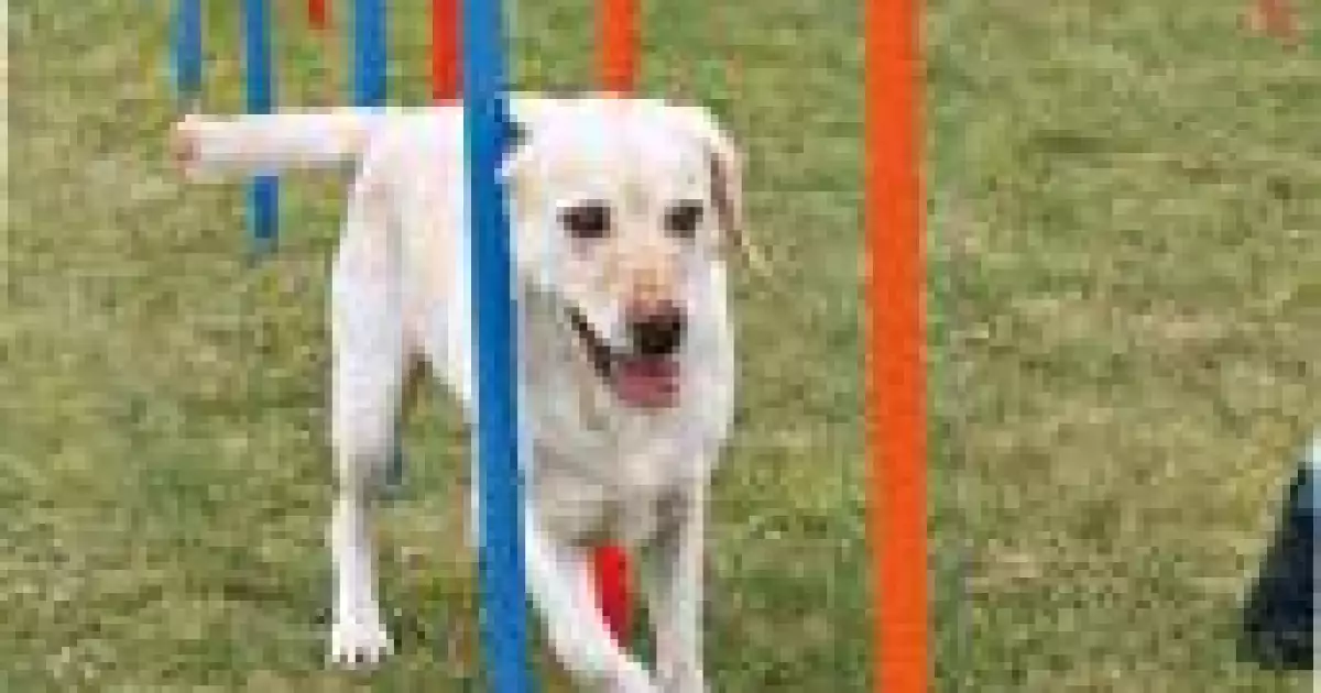 AGILITY Slalom, tyče 12ks - Trixie Pouze Dnes