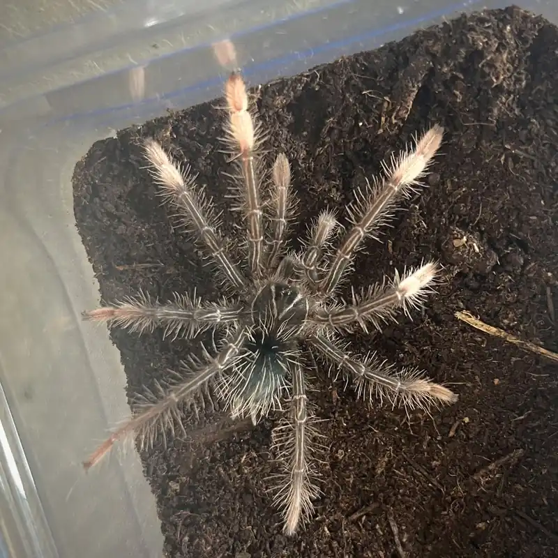 Theraphosa apophysis Odeslání Ihned