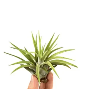 Tillandsia abdita Nakupujte Hned