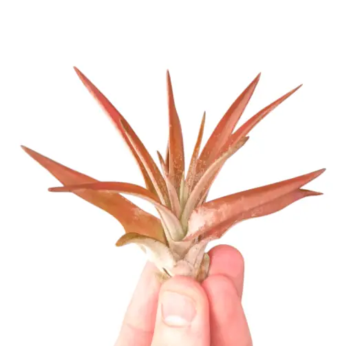 Tillandsia abdita Red Akční Nabídka