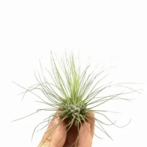 Tillandsia argentea Víkendová Akce