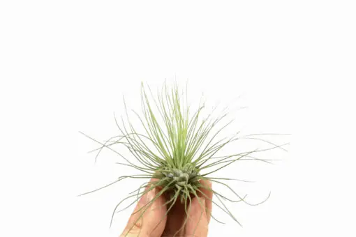 Tillandsia argentea Víkendová Akce