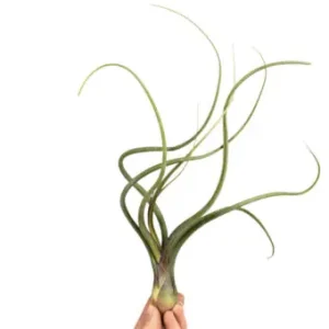 Poslední Šance Tillandsia baileyi