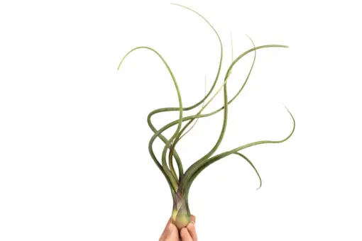 Poslední Šance Tillandsia baileyi
