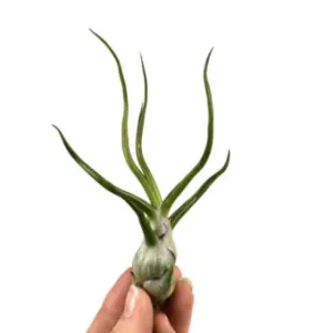 Rychlé Dodání Tillandsia bulbosa