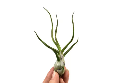 Rychlé Dodání Tillandsia bulbosa