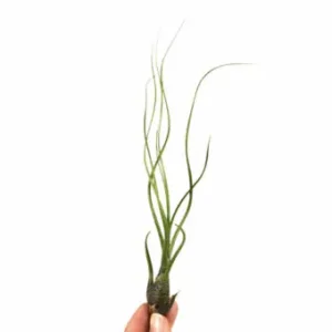 Tillandsia butzii Bezpečná Platba