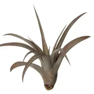 Vrácení Zdarma Tillandsia capitata peach red
