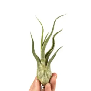 Aktuální Tillandsia caput medusae
