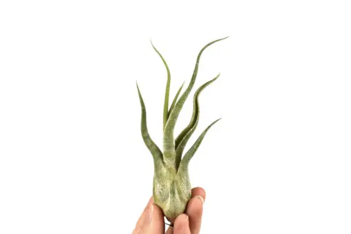 Aktuální Tillandsia caput medusae