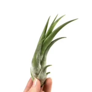 Tillandsia circinata Jen Po Omezenou Doba