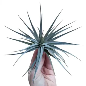 Akční Cena Tillandsia concolor