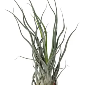 Tillandsia ehlersiana Levný