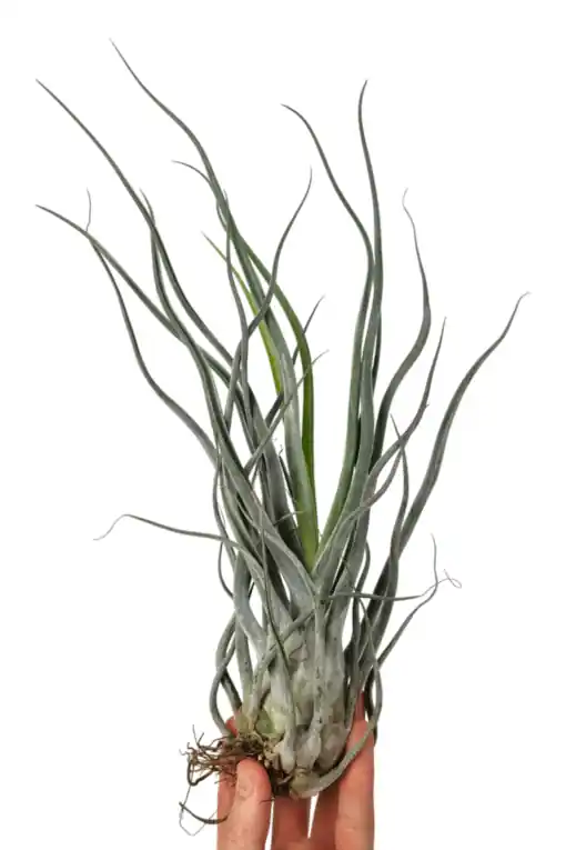 Tillandsia ehlersiana Levný