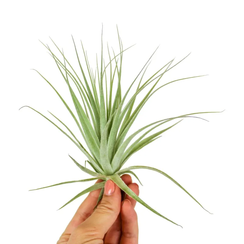 Tillandsia gardneri Koupit Online