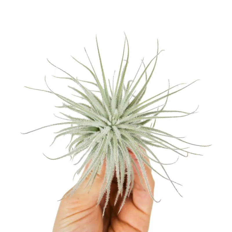 Akce Tillandsia tectorum - Velikost Malá