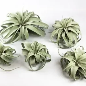 Speciální Cena Tillandsia xerographica - Veľkosť Malá