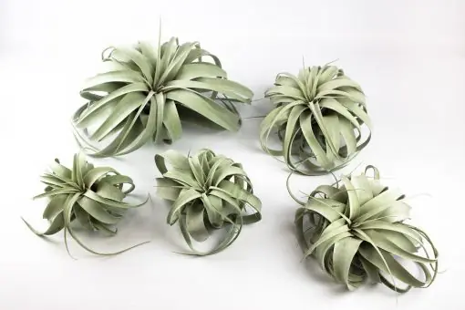 Speciální Cena Tillandsia xerographica - Veľkosť Malá