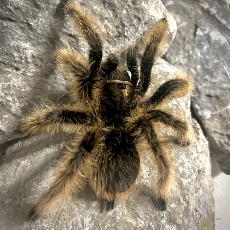 Poslední Šance Tliltocatl albopilosus - Nicaragua - sex Samice