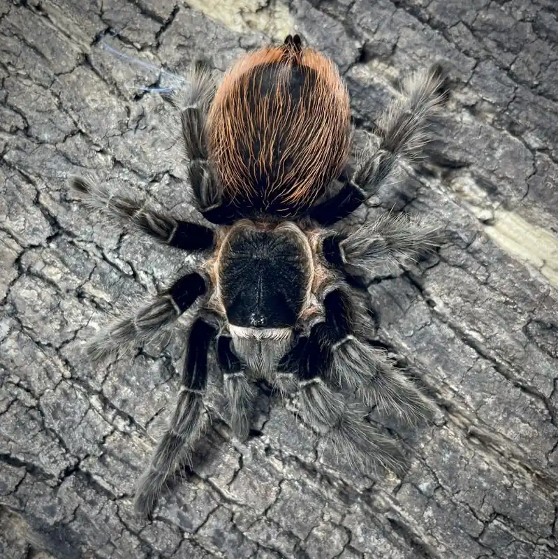 Tliltocatl vagans Objednat Nyní