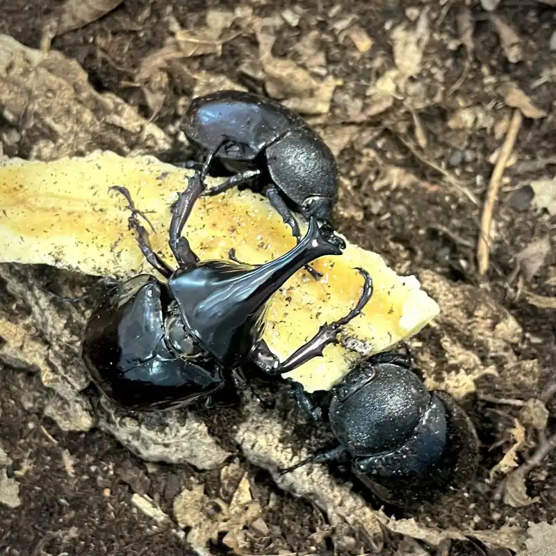 Xylotrupes gideon Sumatrensis - Varianta L2 Horká Nabídka