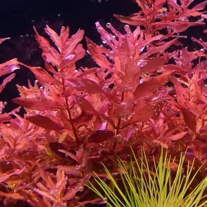 Dokud Zásoby Vydrží Rotala sp. "Yao Yai"