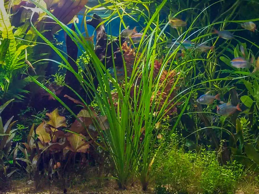 Výprodej Cyperus helferi