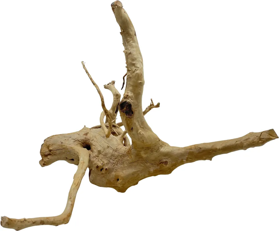Kup Teď Red moor wood KG 1375g (ID Z05039)
