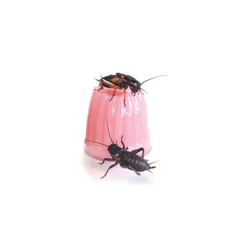 Expresní Doručení Komodo Jelly Pot gelový pokrm vápník
