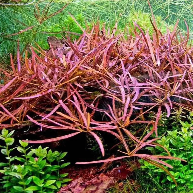 Hygrophila sp. "Tiger" Výhodná Nabídka