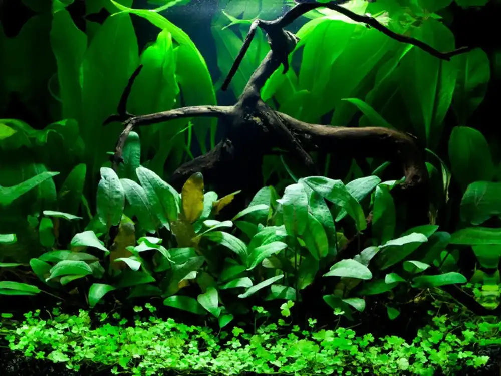 Nenáročný Set akvarijních rostlin pro akvárium do 80 litrů (verze C) Objednat Nyní