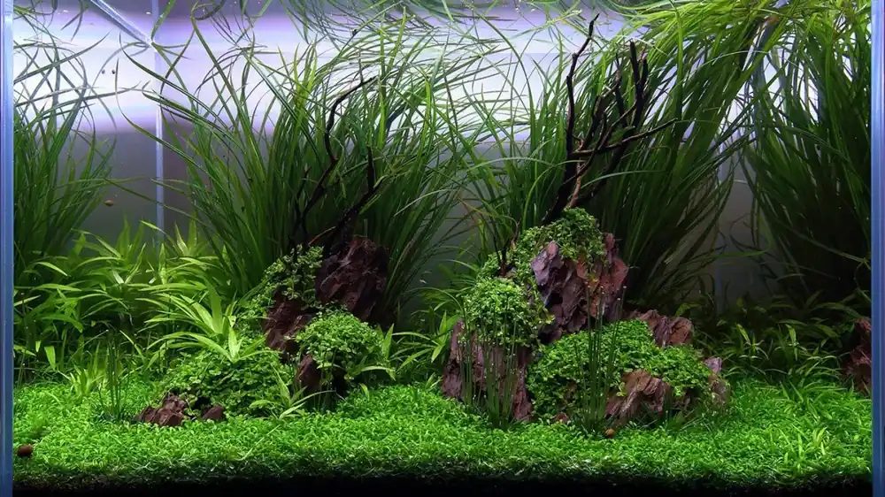 Aktuální Náročný Set akvarijních rostlin pro akvárium do 80 litrů (verze A)