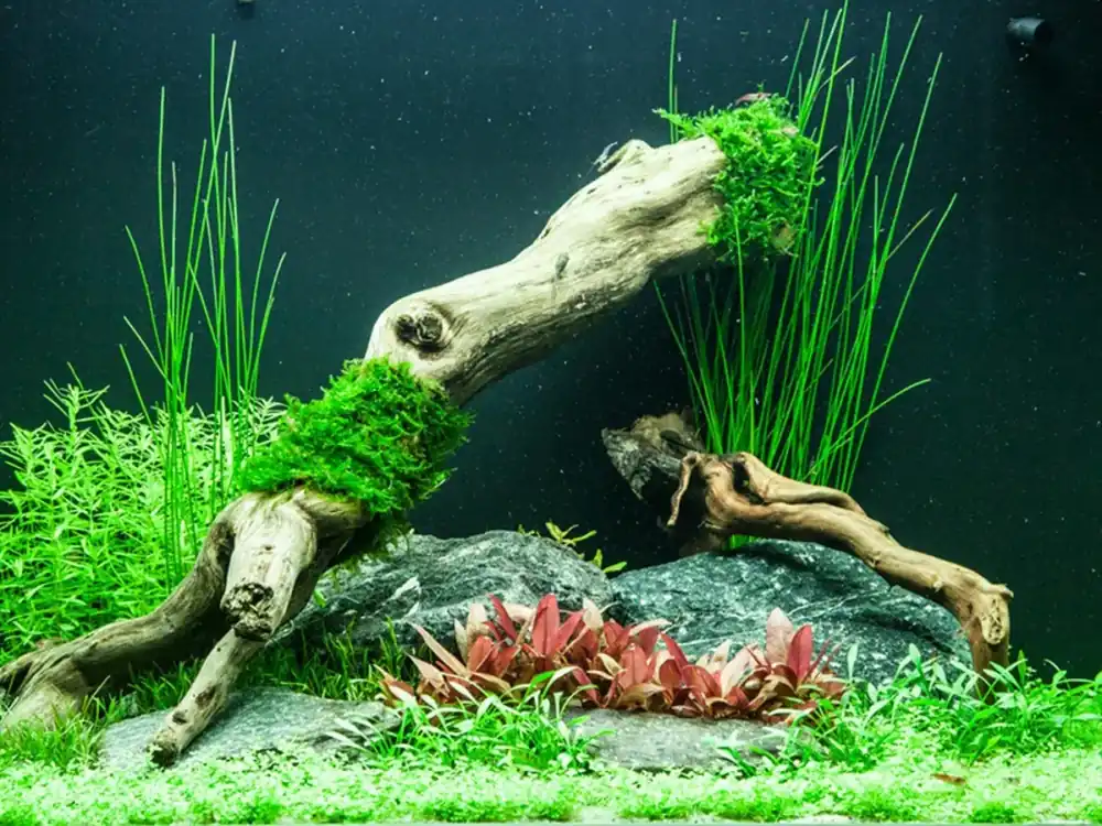Náročný Set akvarijních rostlin pro akvárium do 80-160 litrů (verze A) Sezónní Sleva