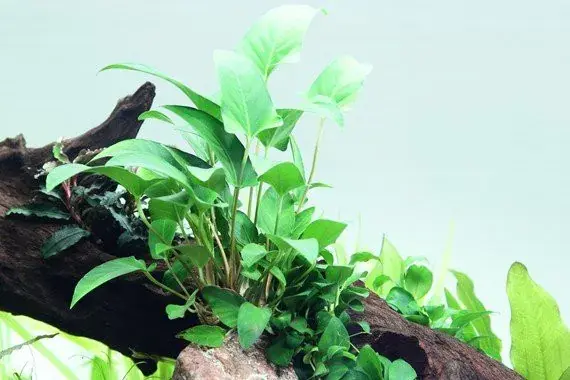 Anubias gracilis Značkový