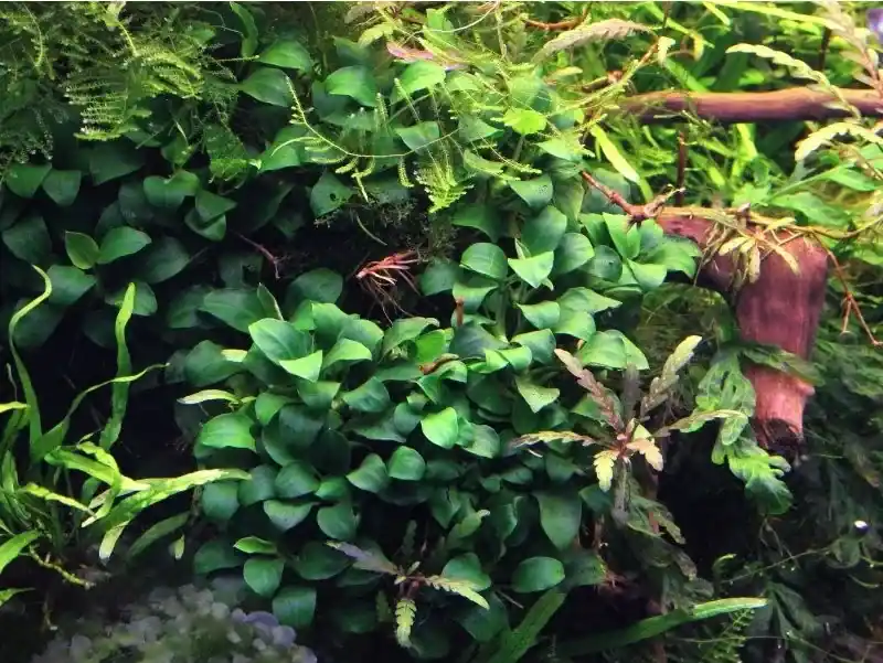 Tovární Cena Anubias nana bonsai