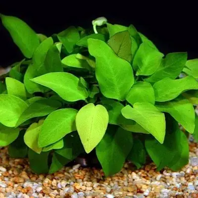 Anubias Paxing Výhodná Nabídka