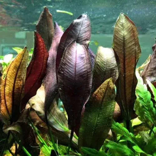 Víkendová Akce Echinodorus aflame