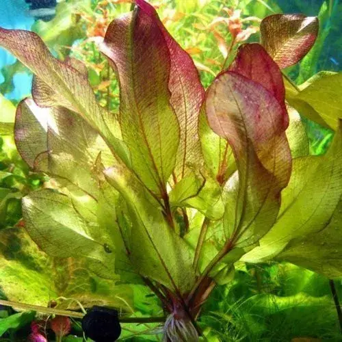 Cenový Hit Echinodorus atlandsberg