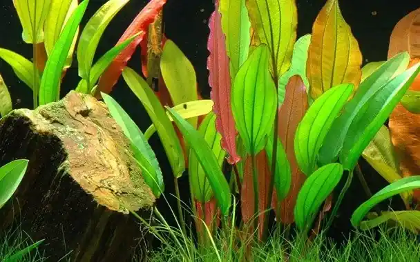 Značkový Echinodorus red diamond