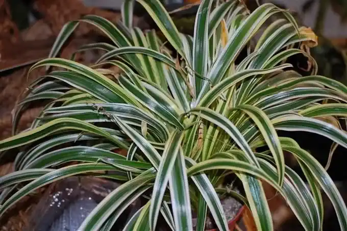 Originální Chlorophytum