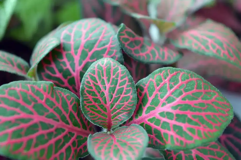 Fittonia Rood Horká Nabídka