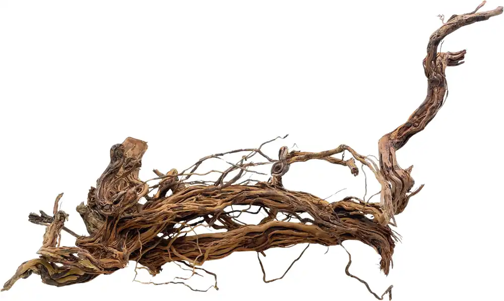 Sezónní Sleva Dragon wood 60-90cm (ID Z03517)