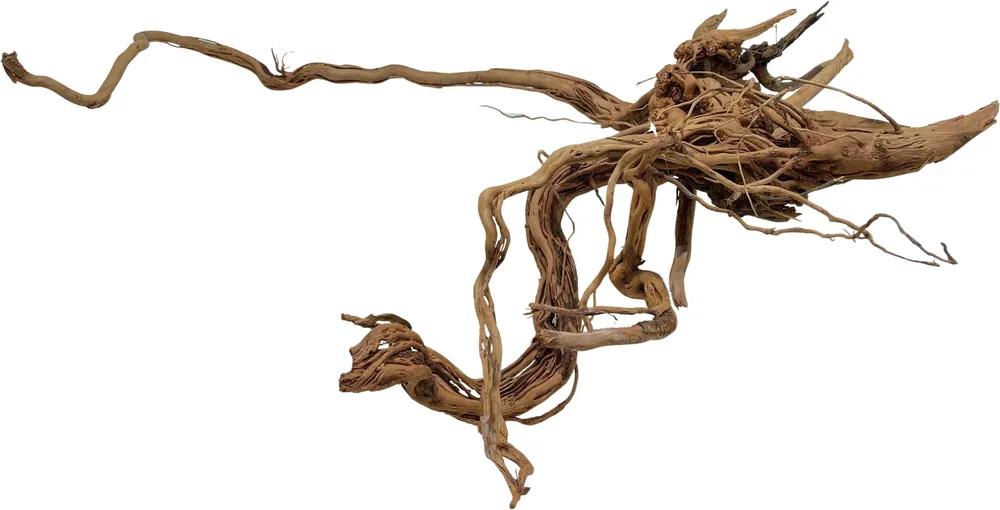 Omezená Nabídka Dragon wood 60-90cm (ID Z05952)