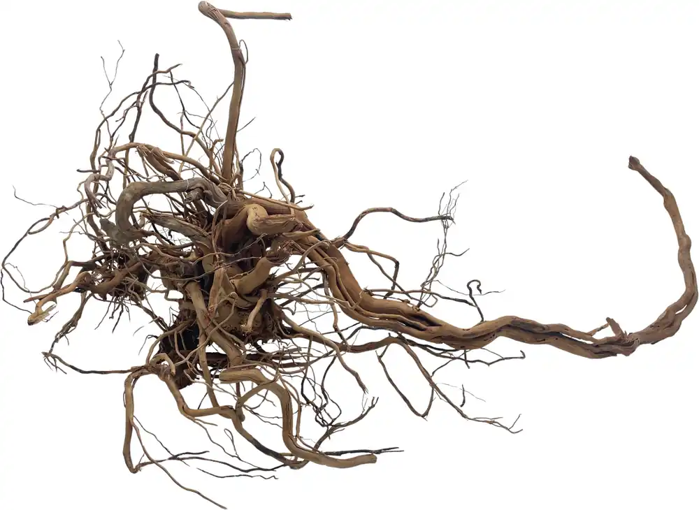 Pouze Dnes Dragon wood 90-120cm (ID Z05956)