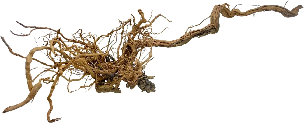 Dragon wood 90-120cm (ID Z05958) Jen Po Omezenou Doba