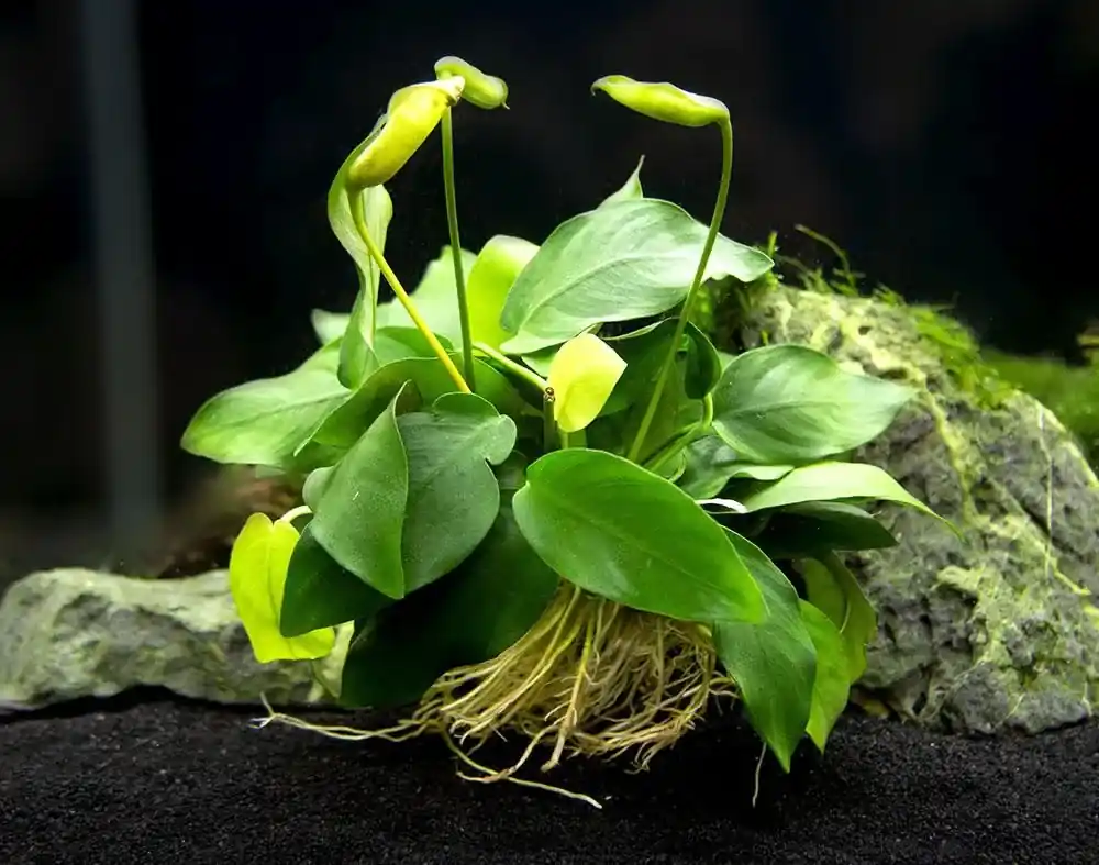 Anubias ondulatus Vrácení Zdarma